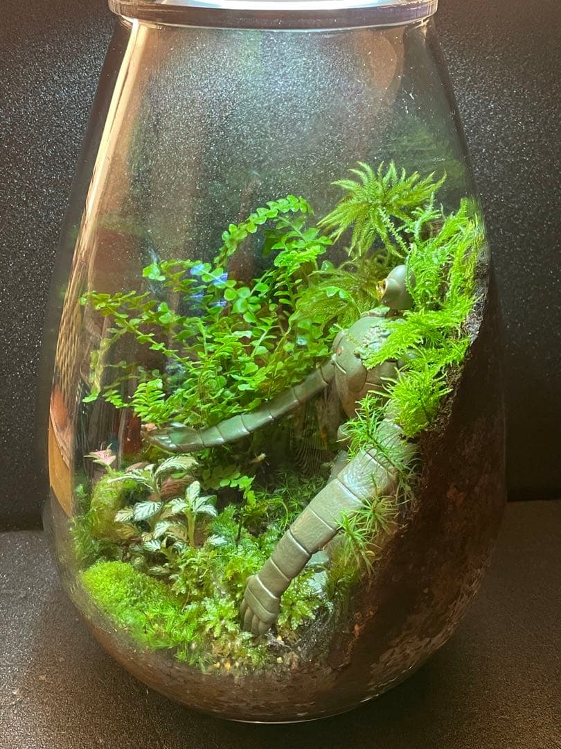 専用商品　同梱　苔テラリウム　②