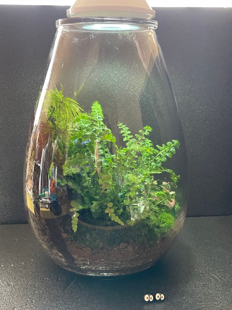 専用商品　同梱　苔テラリウム　②