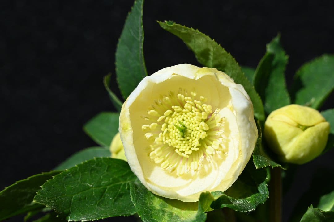 クリスマスローズ　認定手毬　加藤農園