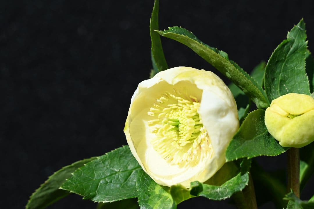 クリスマスローズ　認定手毬　加藤農園