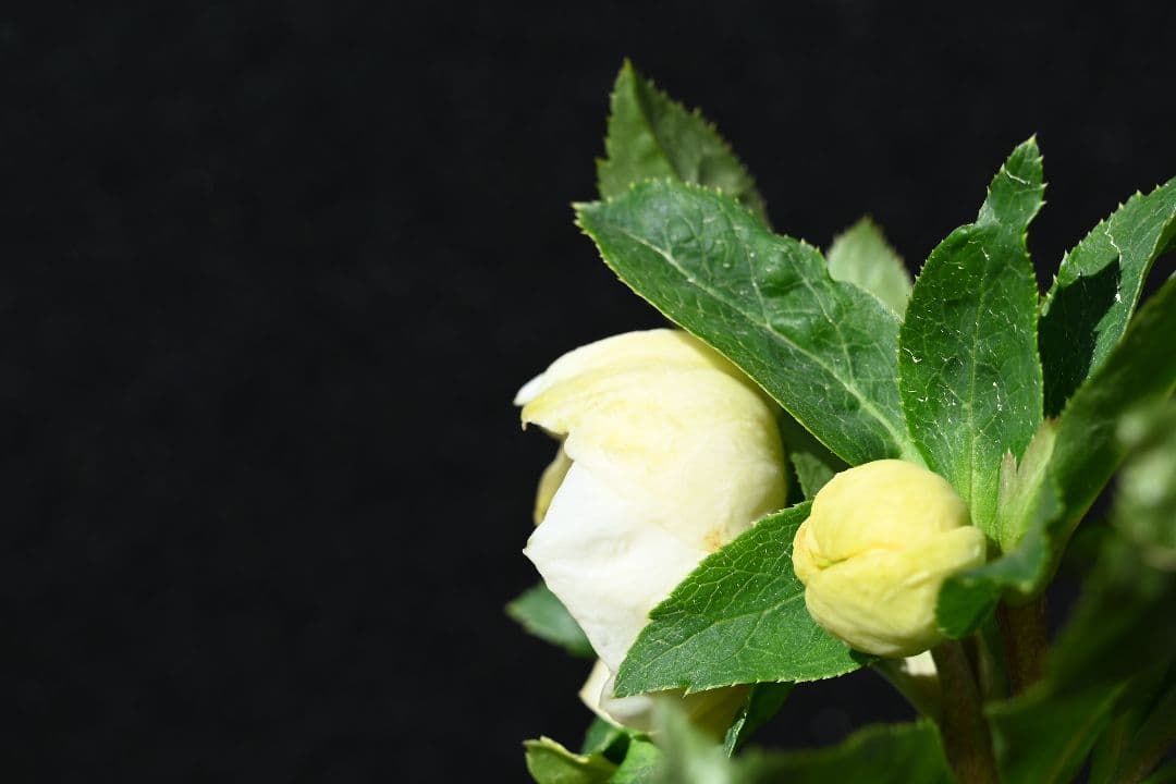 クリスマスローズ　認定手毬　加藤農園