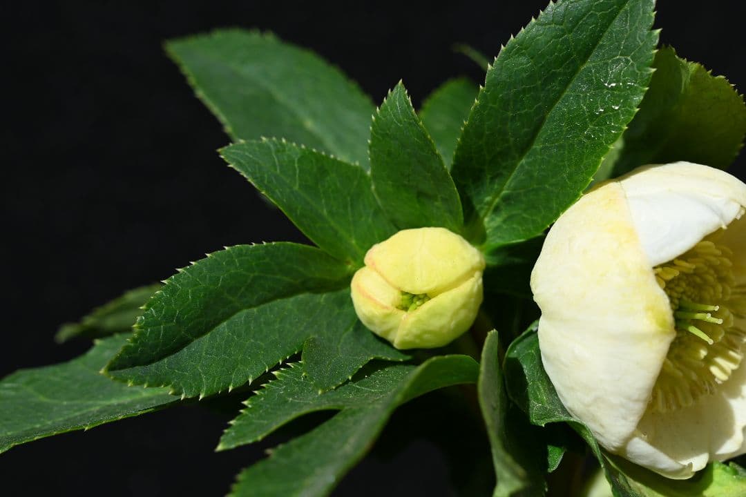 クリスマスローズ　認定手毬　加藤農園