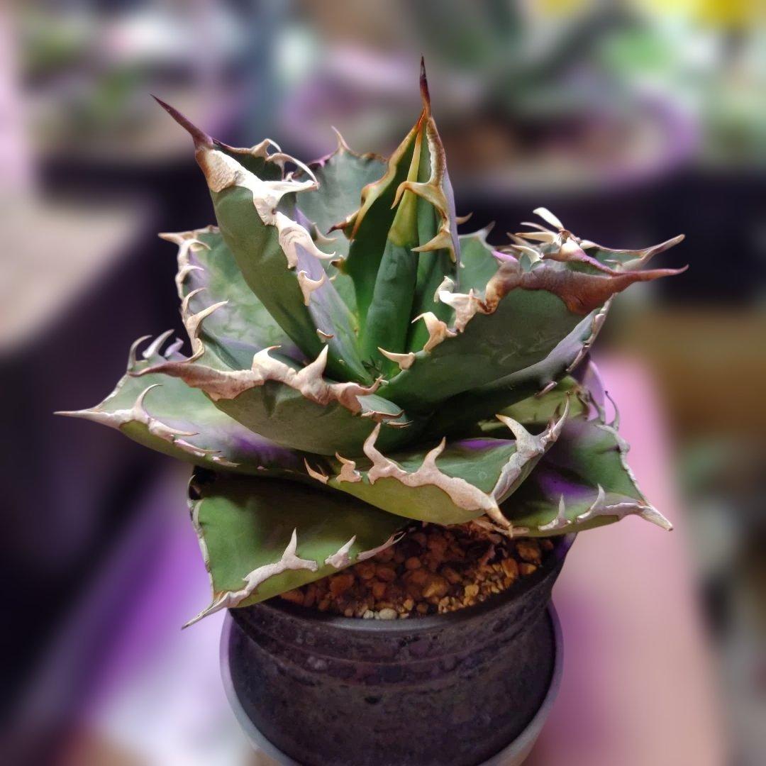 チ*ン様 アガベ 　九尾狐①　鉢ごと匿名発送！