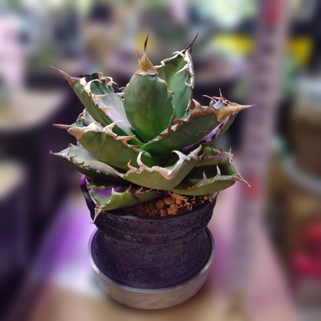 チ*ン様 アガベ 　九尾狐①　鉢ごと匿名発送！