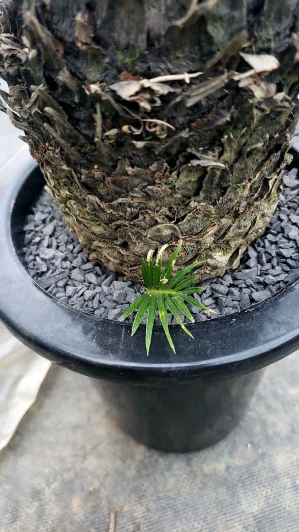 金環蘇鉄　サイカス　レボルタ