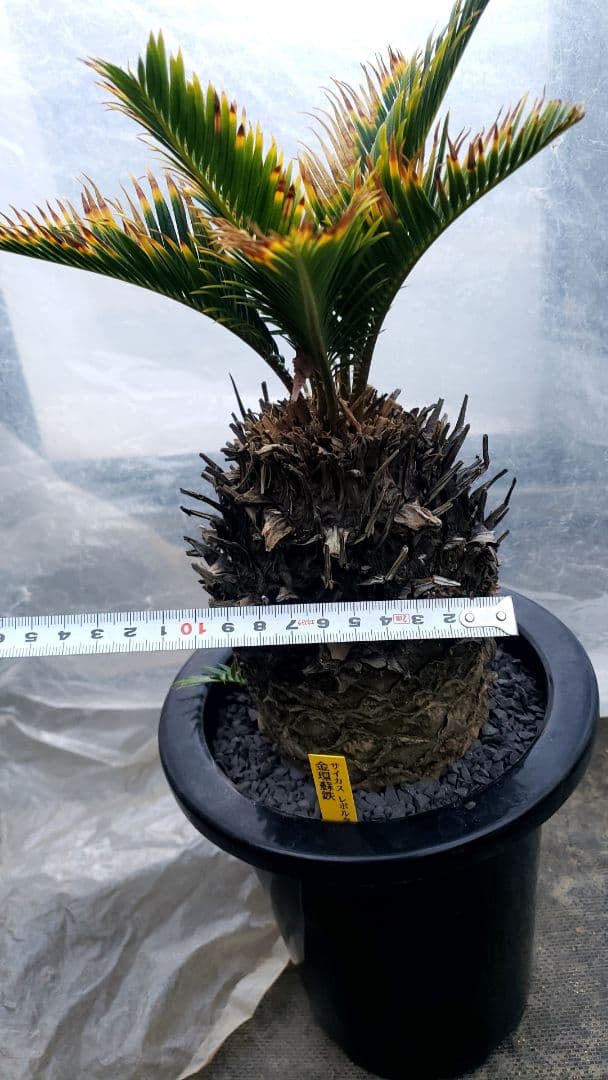 金環蘇鉄　サイカス　レボルタ