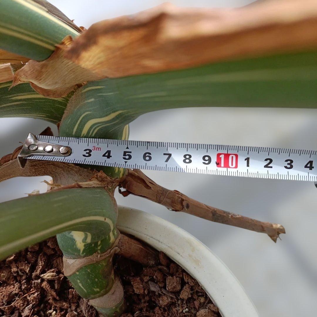 モンステライエローモンスターの鉢植え