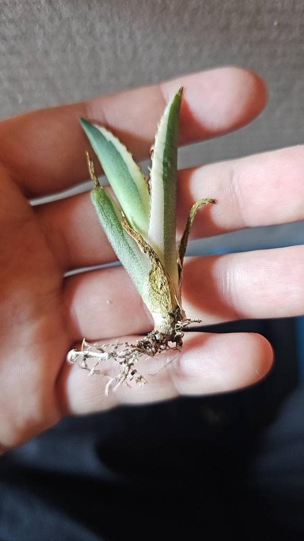 S*e様 多肉植物 アガベ チタノタ　スナグルトゥース 優良血統 600株