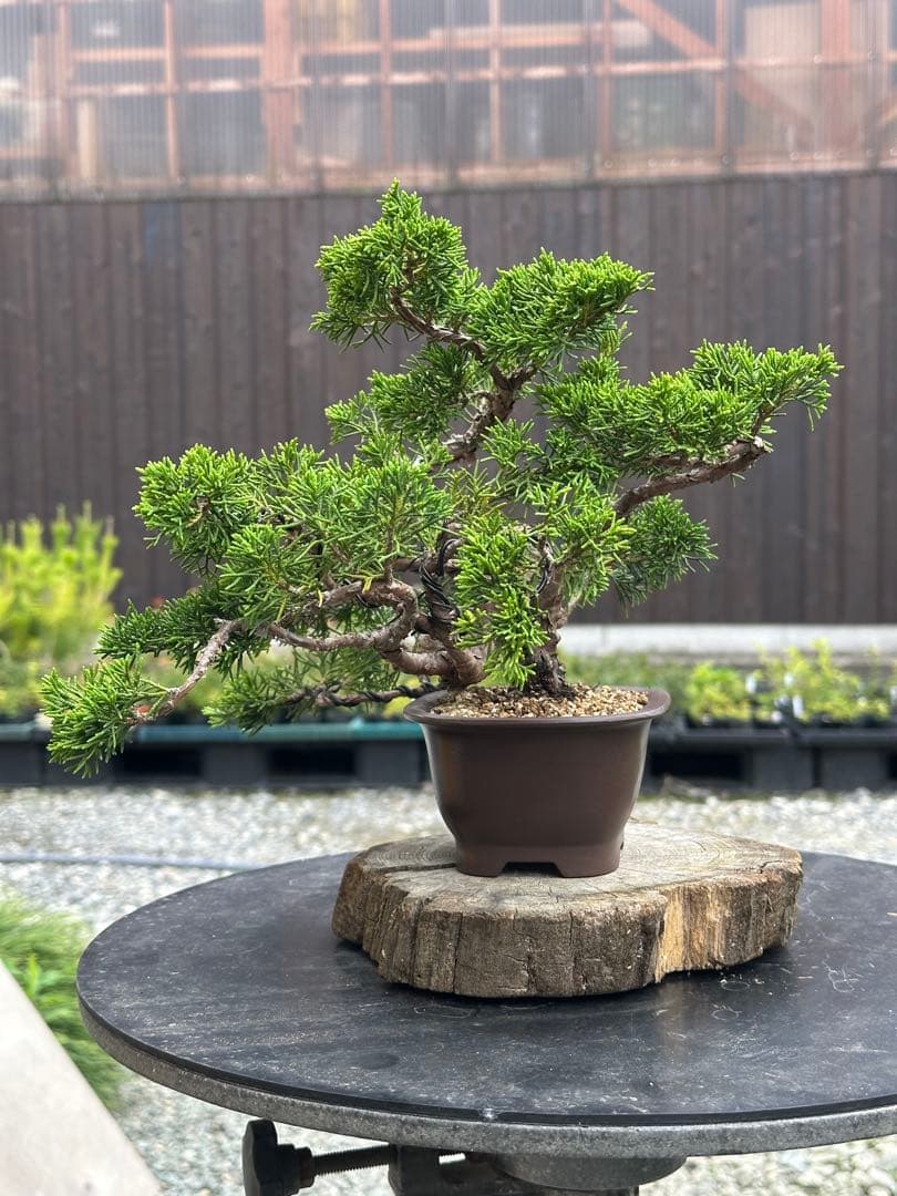 盆栽 糸魚川真柏