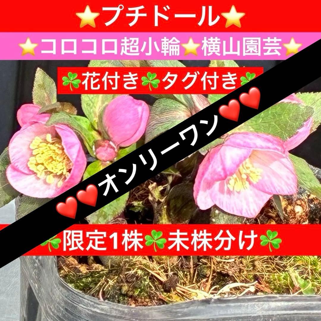 ヒ*イ様 ☘️限定1株☘️未株分け☘️花付き☘️タグ付き3364⭐️プチドール⭐