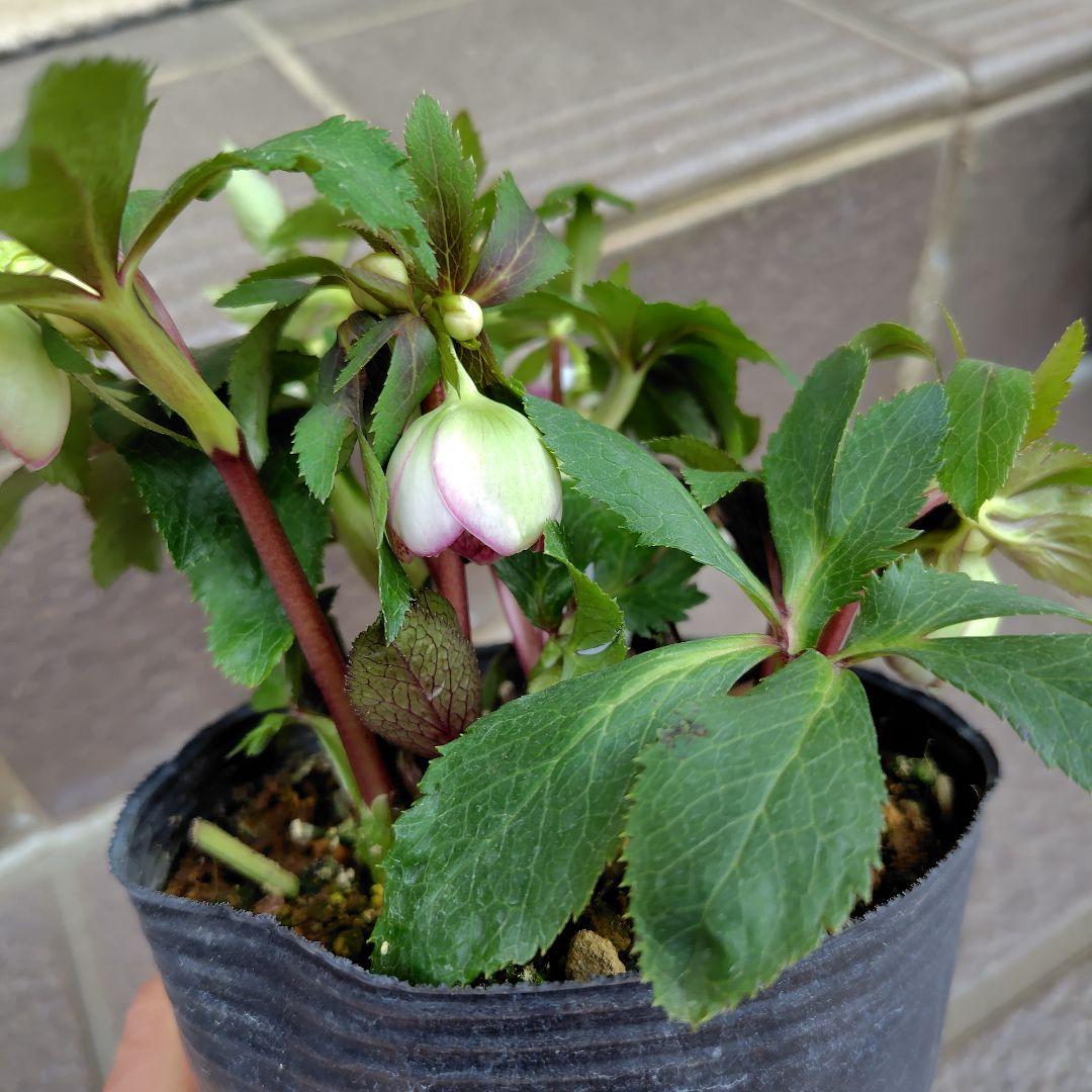 大木ナーサリー クリスマスローズ オキシ系バイカラー SS