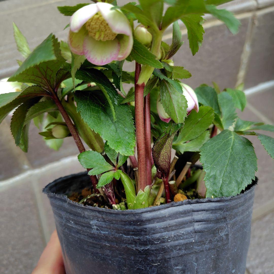 大木ナーサリー クリスマスローズ オキシ系バイカラー SS