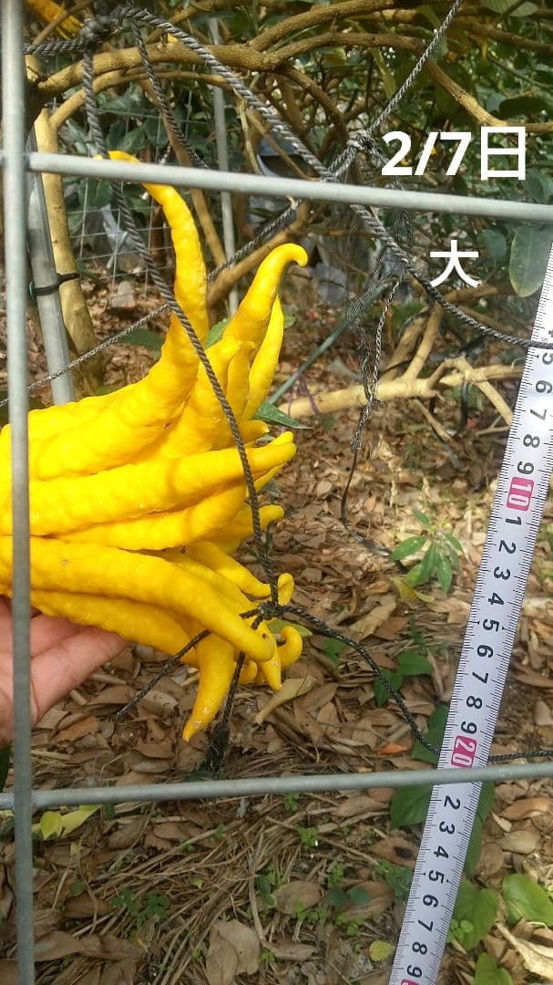 沙織です ☀縁起物飾り仏手柑最終特価 大、中、小 、極小 お任せセット