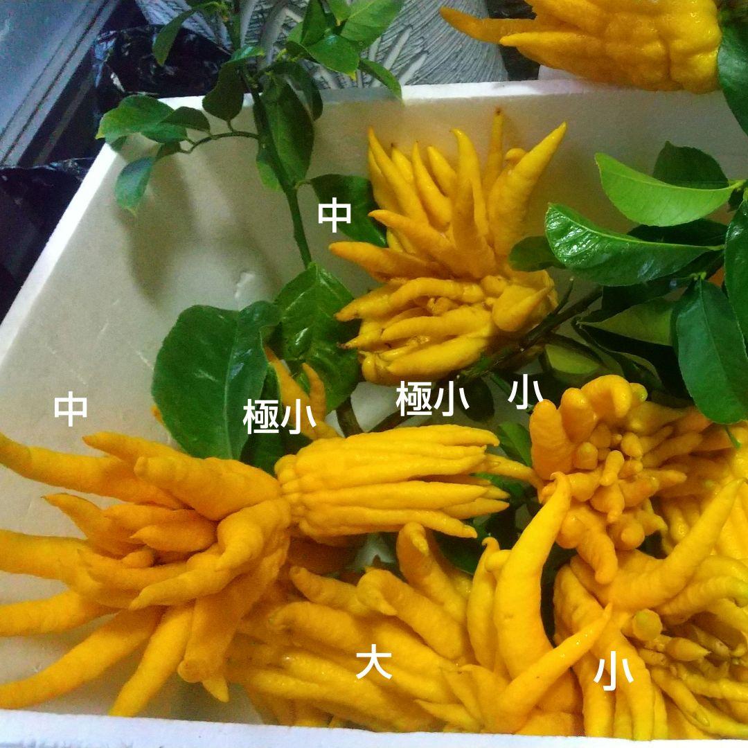 沙織です ☀縁起物飾り仏手柑最終特価 大、中、小 、極小 お任せセット