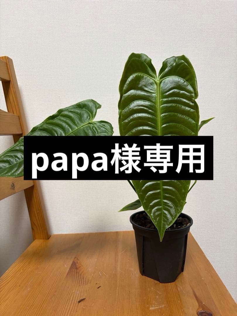 【papa】＊アンスリウム　ベイチー　4号＊2鉢同梱