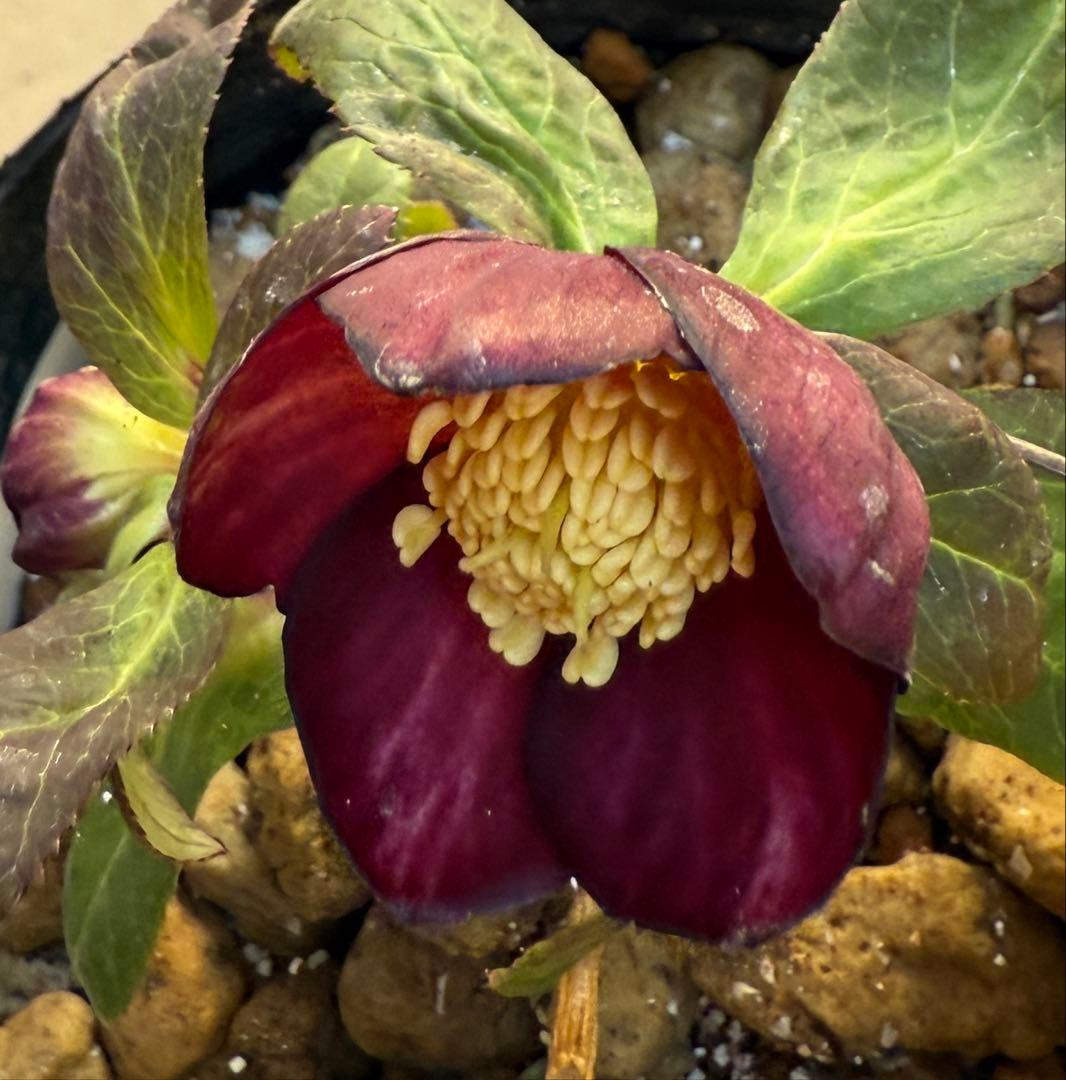 ★極上！希少！美しい丸弁、可愛いミスティークss深い紅★クリスマスローズ開花株