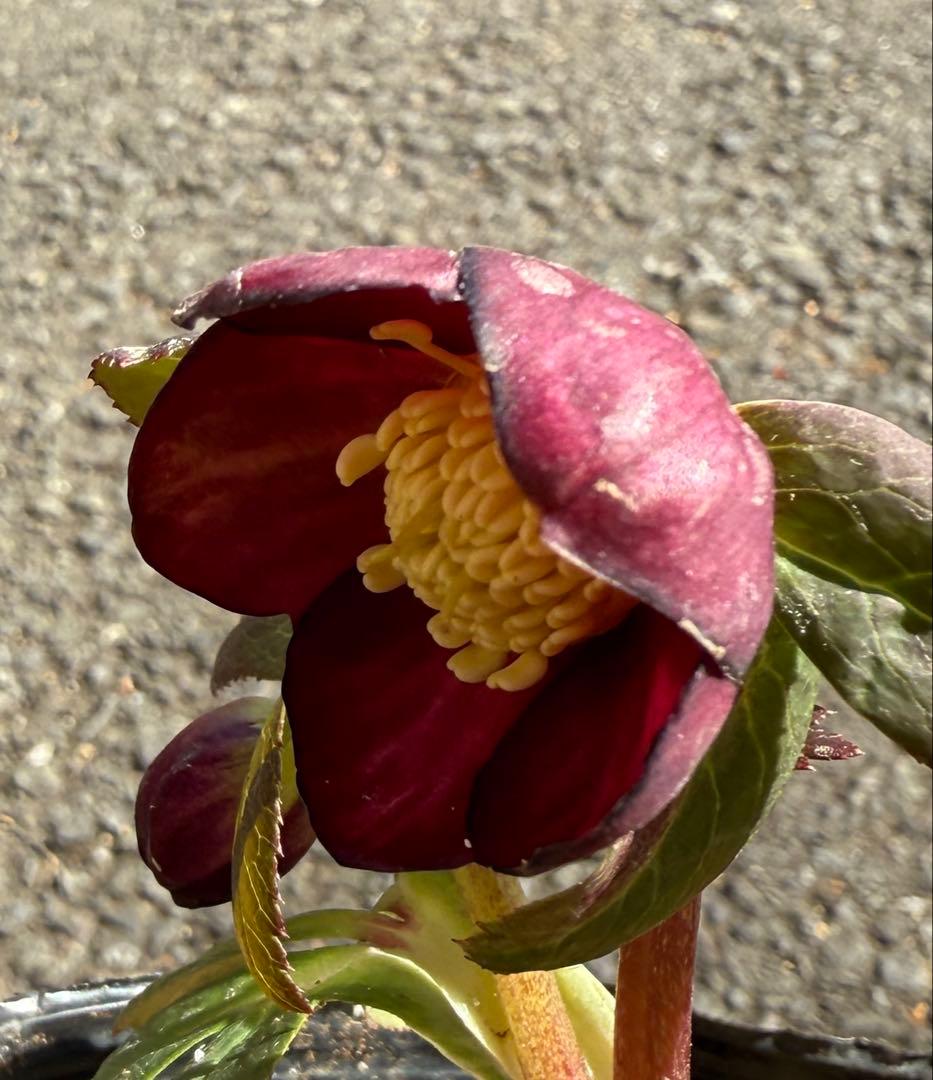 ★極上！希少！美しい丸弁、可愛いミスティークss深い紅★クリスマスローズ開花株