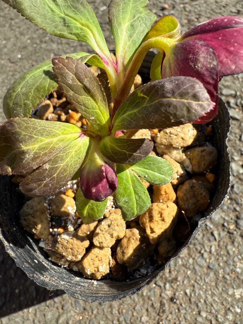 ★極上！希少！美しい丸弁、可愛いミスティークss深い紅★クリスマスローズ開花株