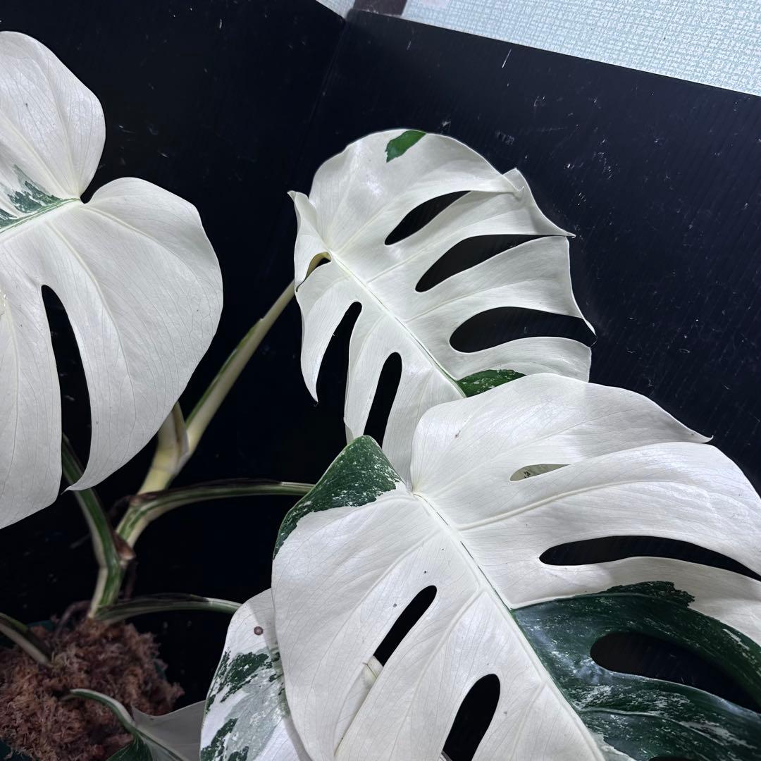 L*）様 斑入りモンステラ ホワイトタイガー極美大株66cm白斑多