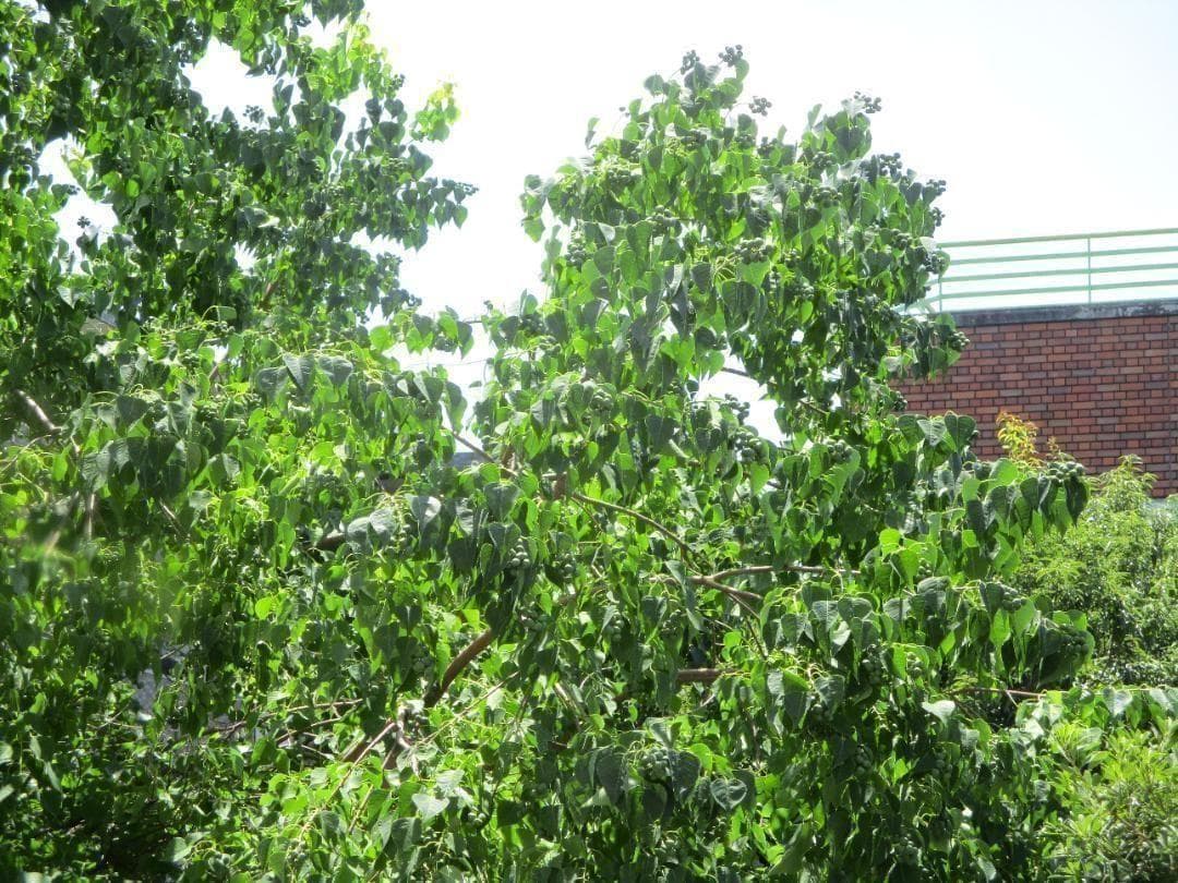 〓訳あり品〓キヤノン CANON IXY 180 コンパクトデジタルカメラ