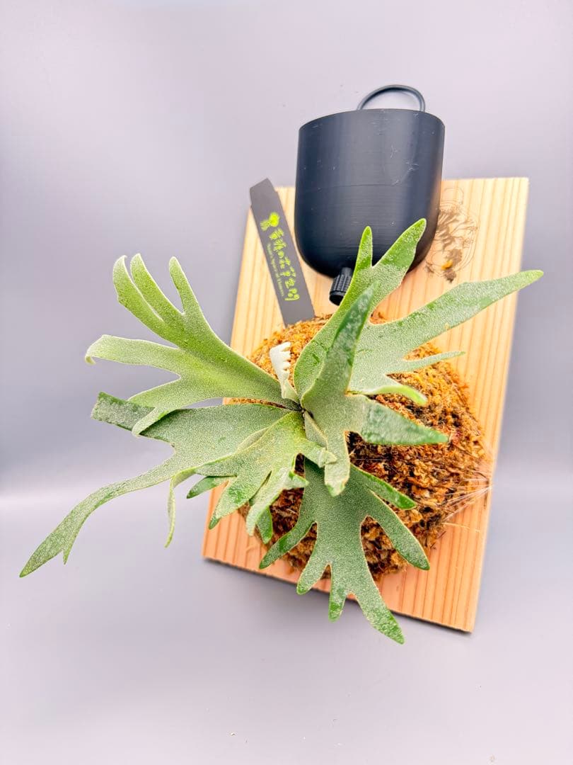 Antoni Gaudi　ビカクシダ Golden Boy spore