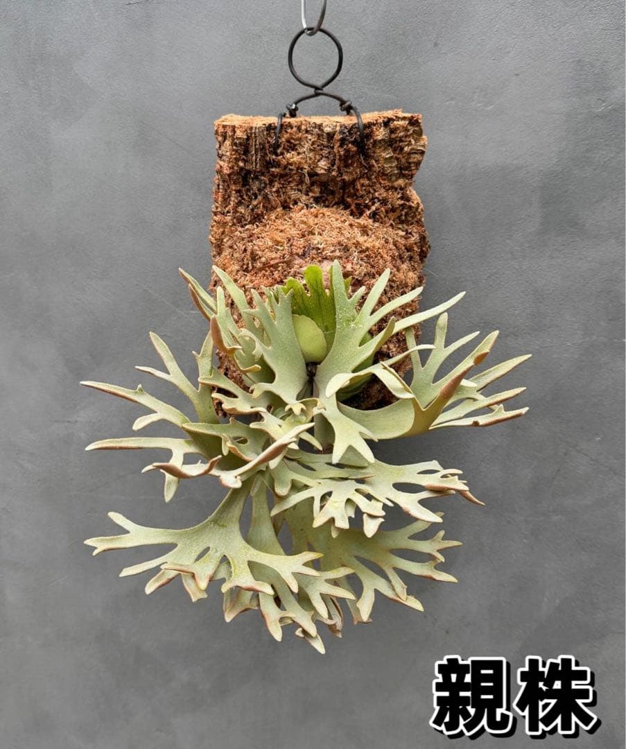 Antoni Gaudi　ビカクシダ Golden Boy spore