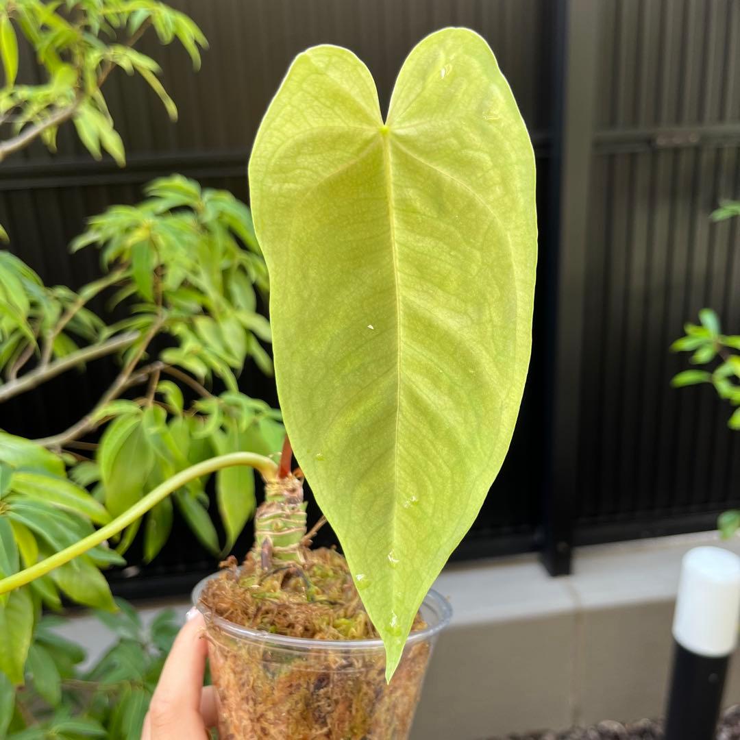 スミス　180 187 セット