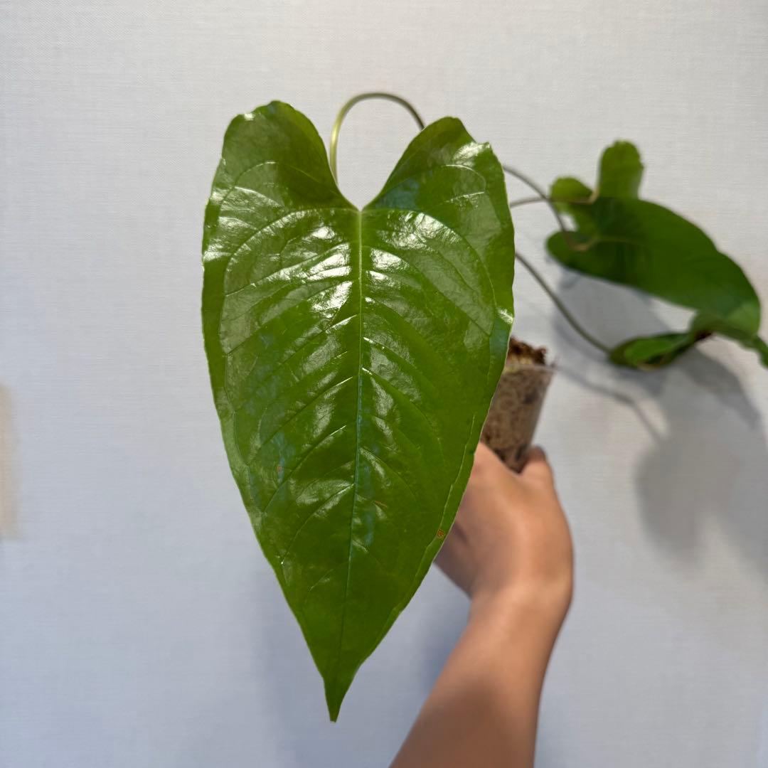 スミス　180 187 セット