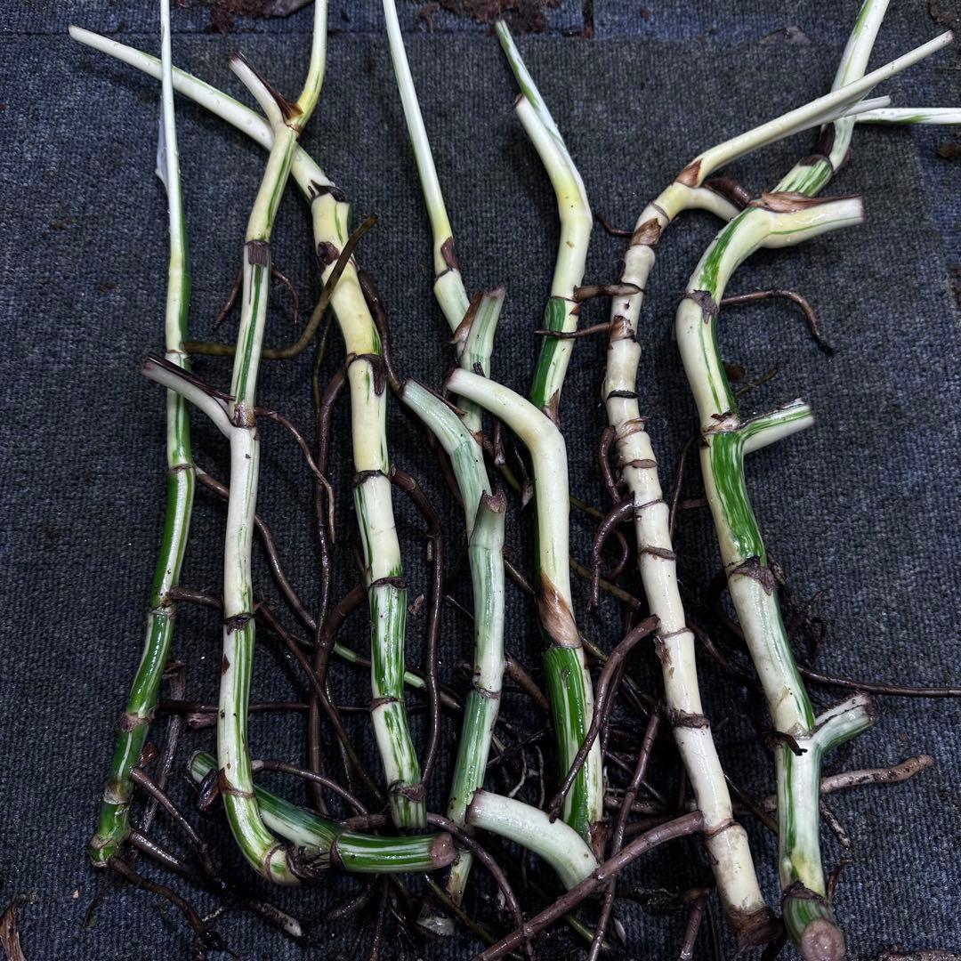 S*n様 斑入りモンステラホワイトタイガー大茎7株おまとめ