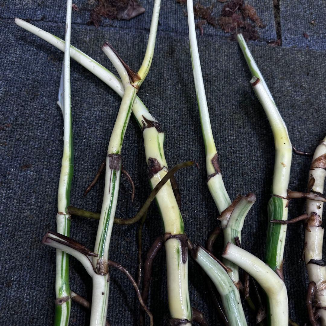 S*n様 斑入りモンステラホワイトタイガー大茎7株おまとめ