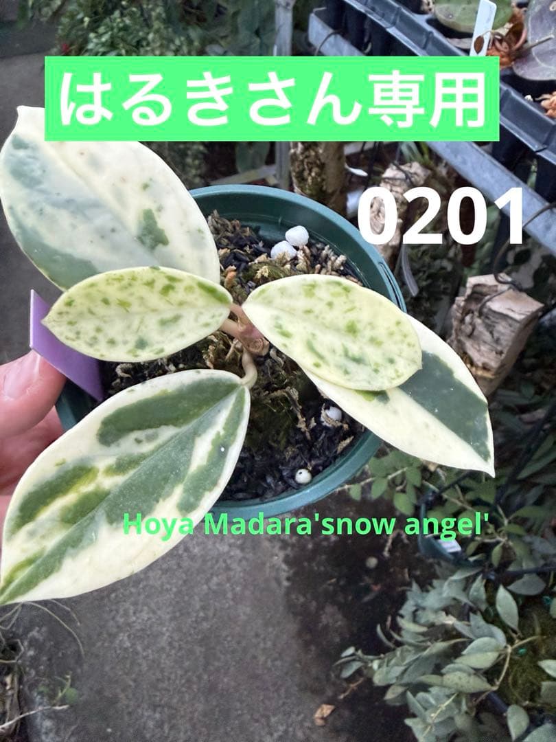 はるきさん専用＊0201＊Hoya ＊ ホヤ＊Madara