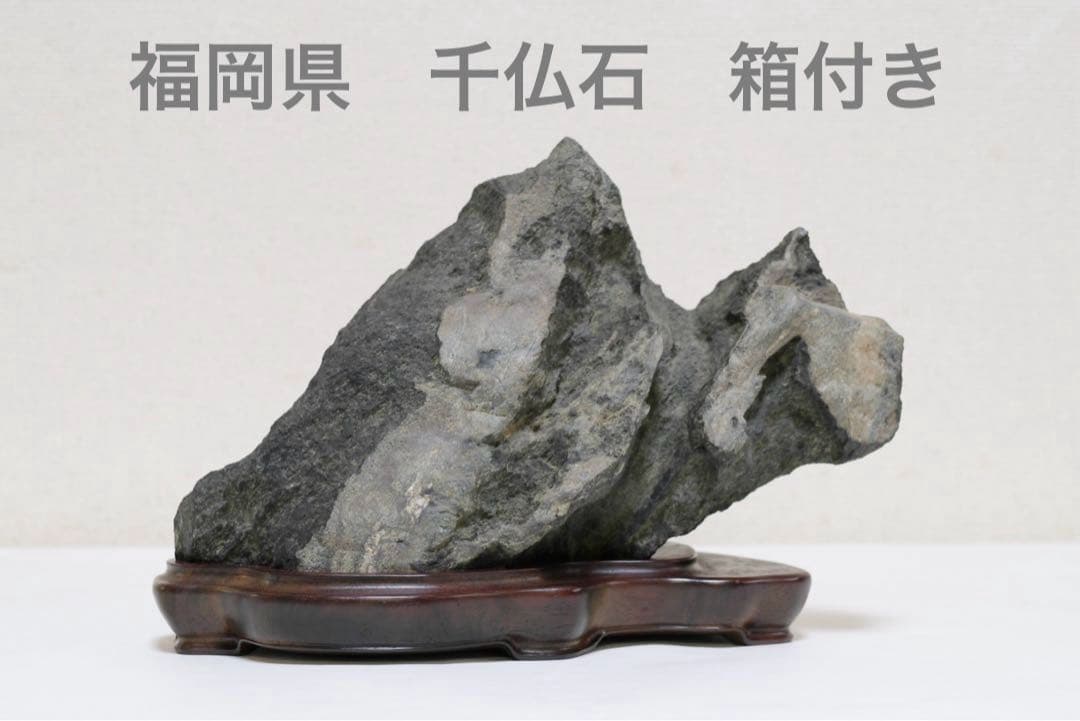 福岡県　千仏石　紫檀台座、箱付き　鑑賞用石　水石　天然石
