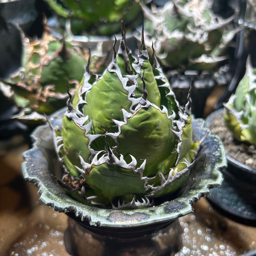 アガベ　陽炎ホリダ　極陽炎　ボールタイプ　ドワーフ　特選S級選抜　鉢植え発送