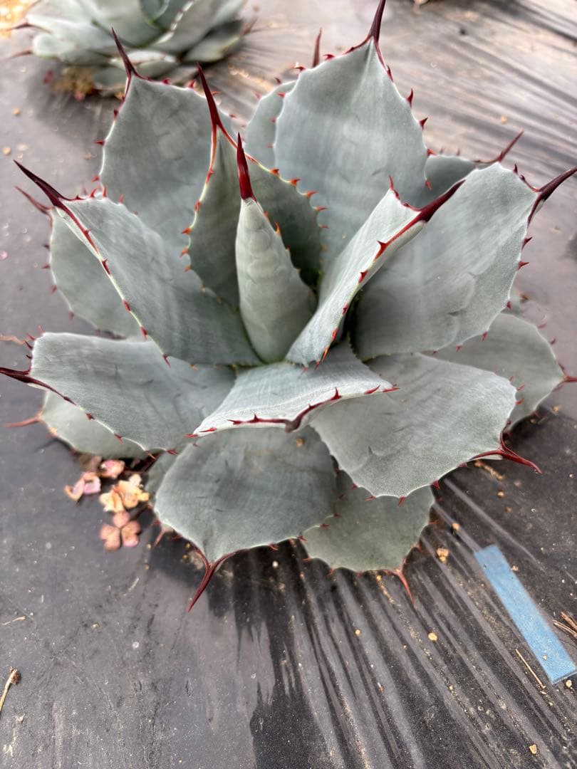 アガベ　パリー　吉祥天