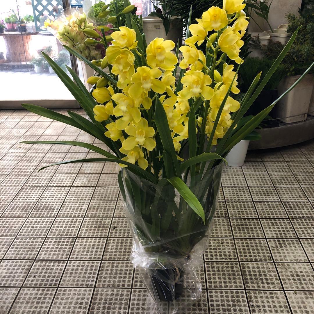 クリスマスローズ 月と太陽 キャベッジボール 同梱割り引き