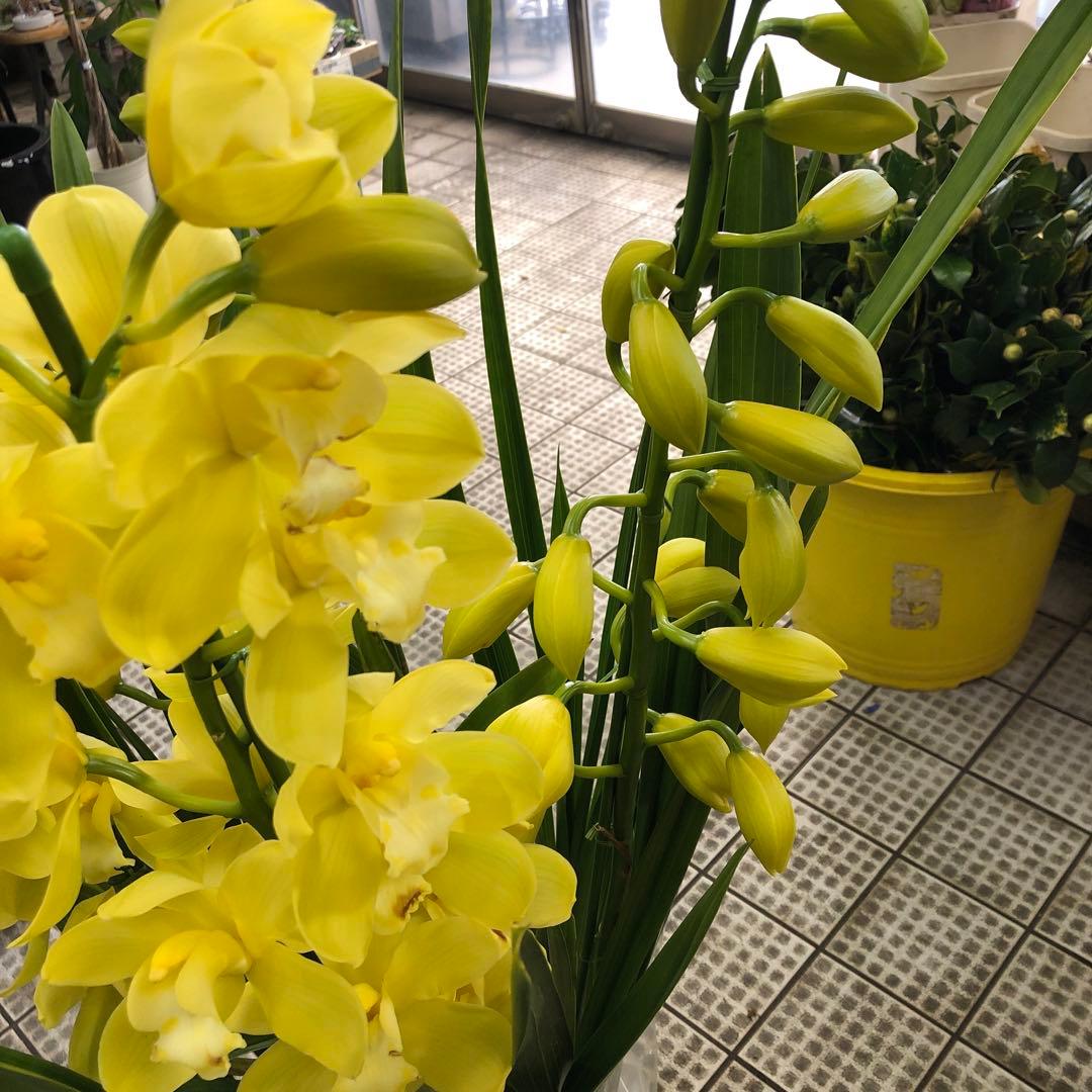 クリスマスローズ 月と太陽 キャベッジボール 同梱割り引き