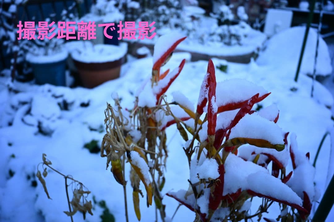 【美品】Nikon Z fc ブラック ＆ ボディキャップレンズ♢オマケ多数！