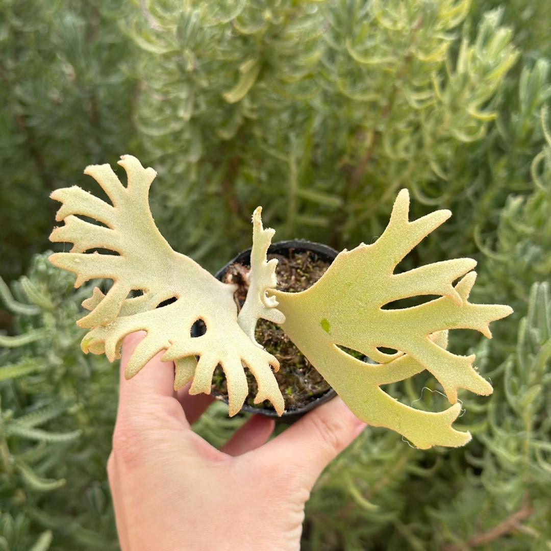 P. willinckii ’Jenny’ TC 1637