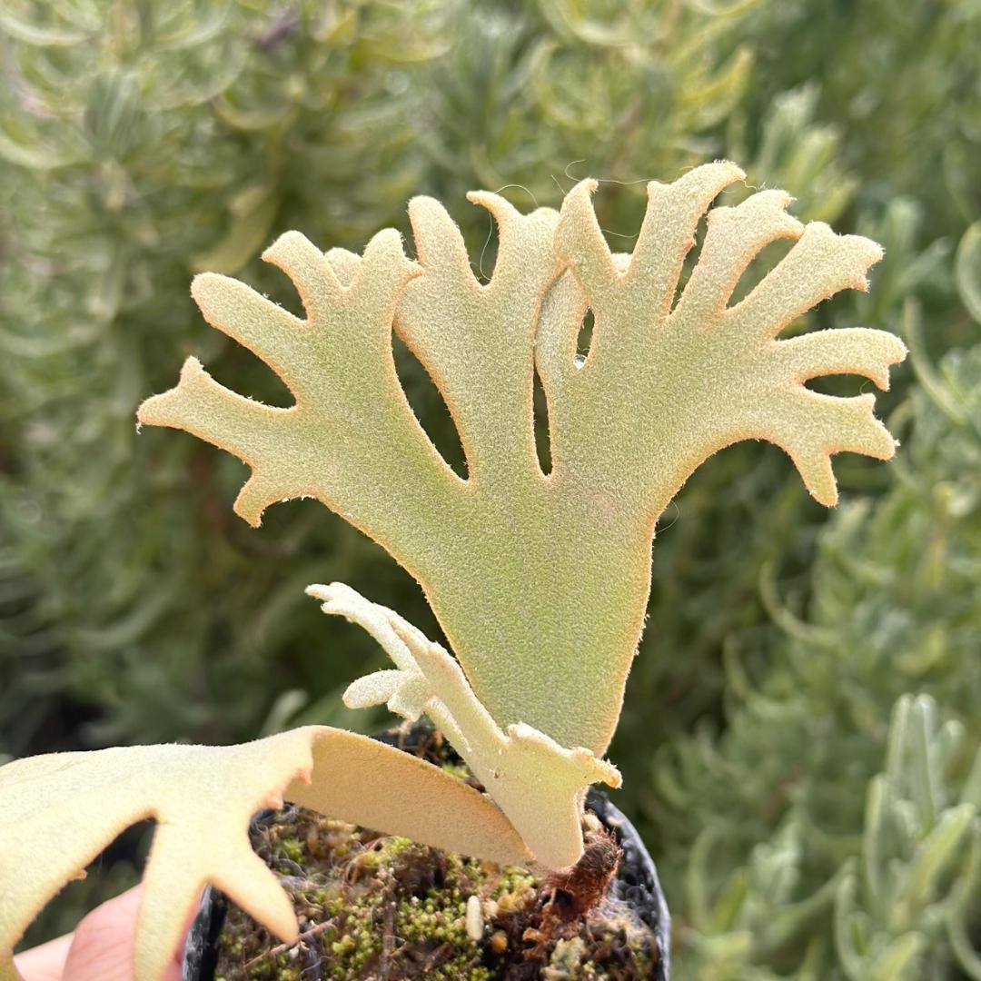 P. willinckii ’Jenny’ TC 1637