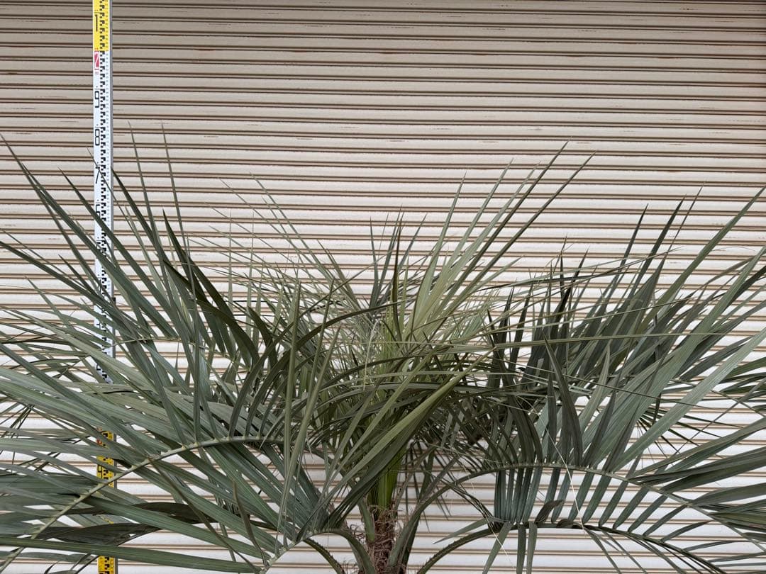 送料込み　ココスヤシ　シルバーリーフ　形状良　幹太　庭木　シンボルツリー