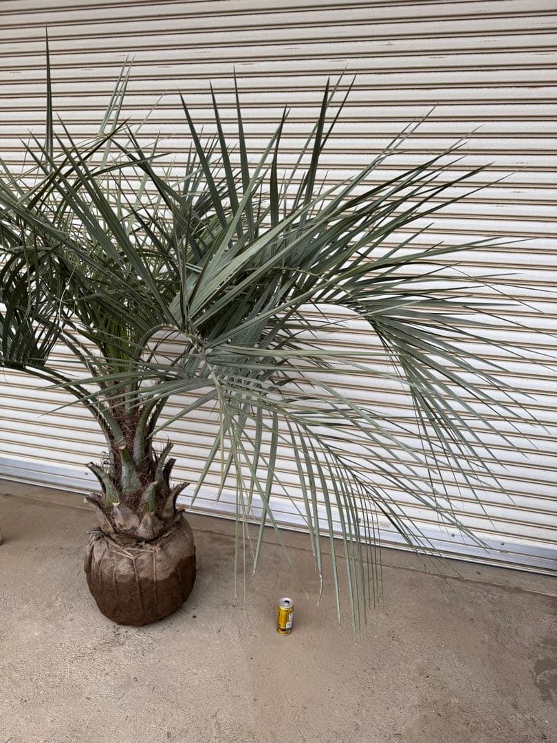 送料込み　ココスヤシ　シルバーリーフ　形状良　幹太　庭木　シンボルツリー