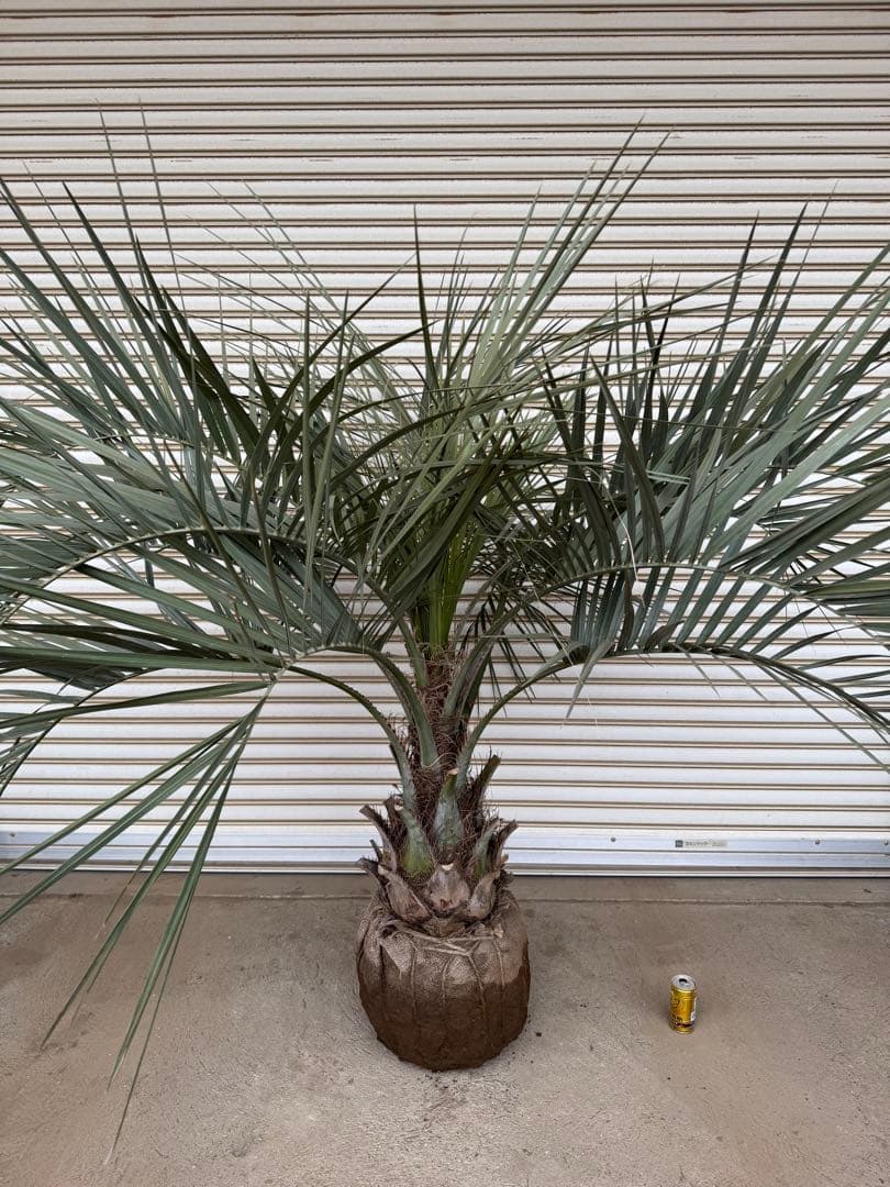 送料込み　ココスヤシ　シルバーリーフ　形状良　幹太　庭木　シンボルツリー