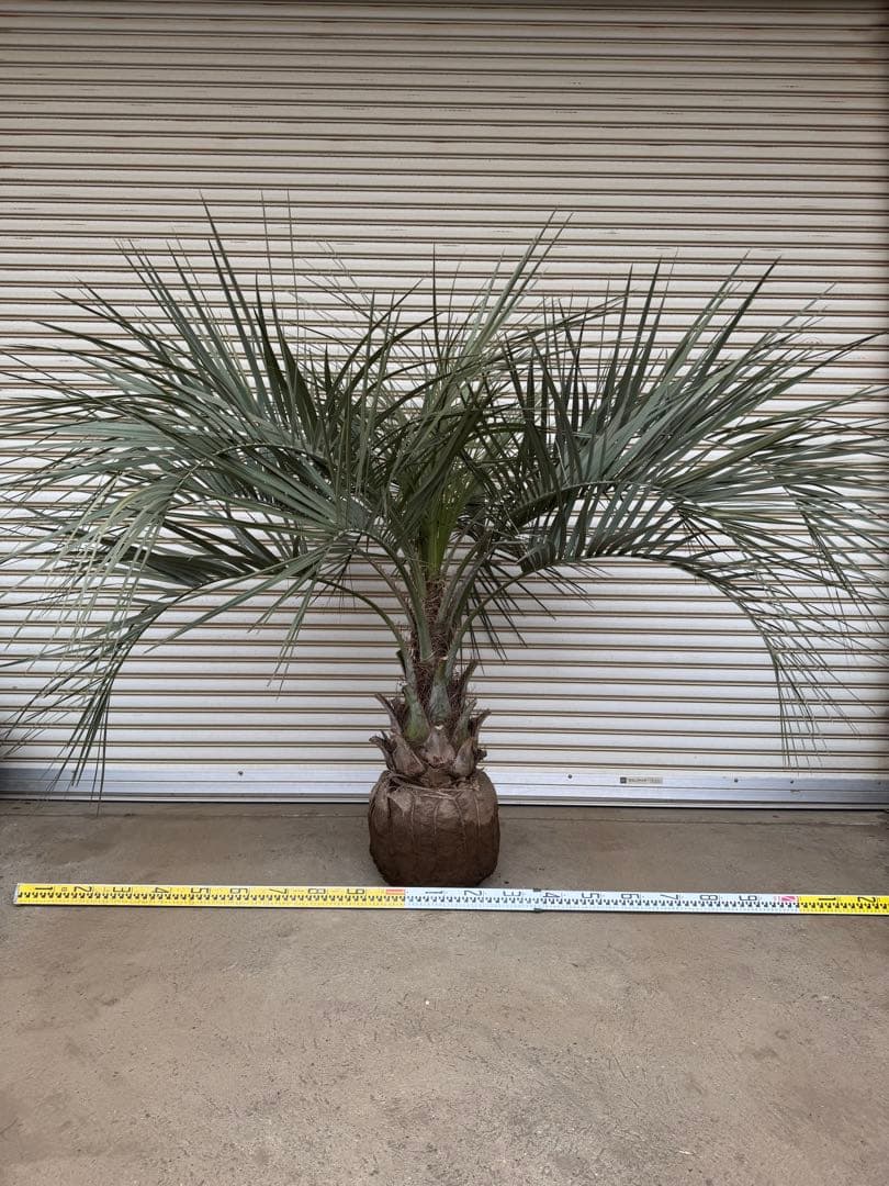 送料込み　ココスヤシ　シルバーリーフ　形状良　幹太　庭木　シンボルツリー