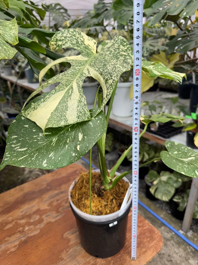 P*ぃ様 2モンステラ　タイコンステレーション　スターライト