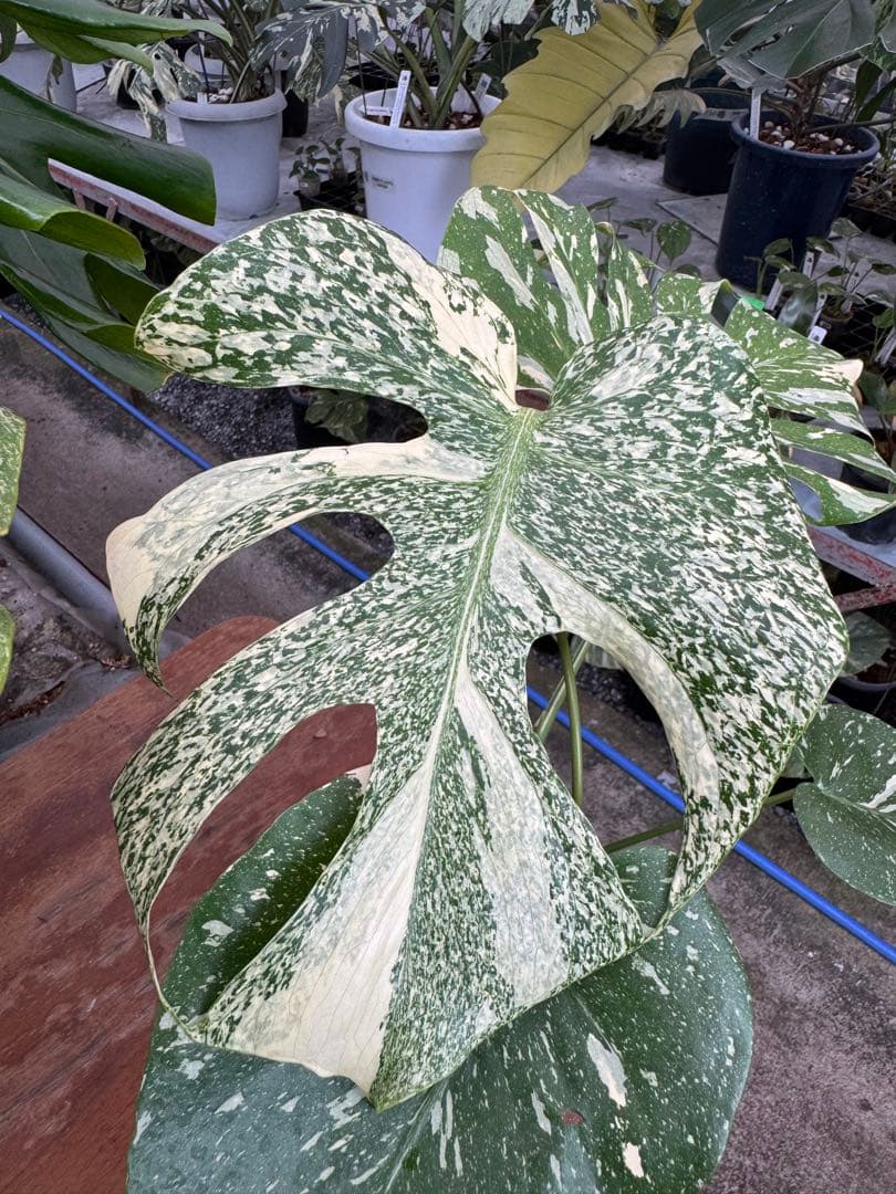 P*ぃ様 2モンステラ　タイコンステレーション　スターライト