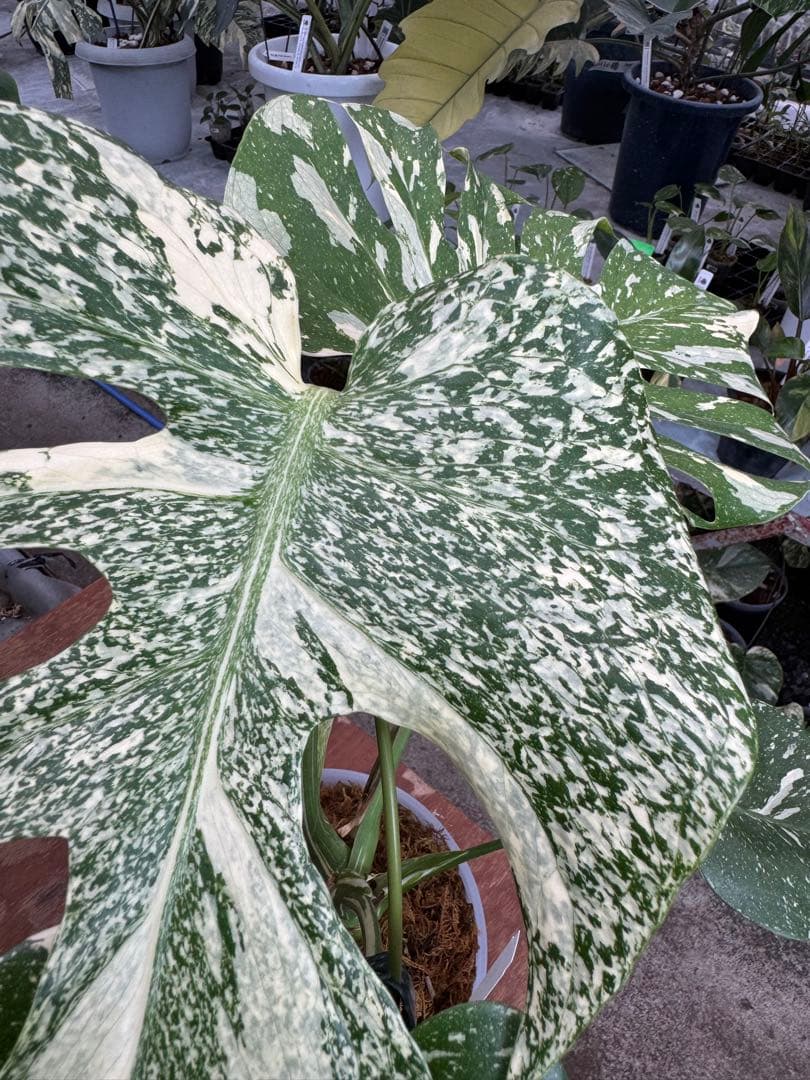 P*ぃ様 2モンステラ　タイコンステレーション　スターライト