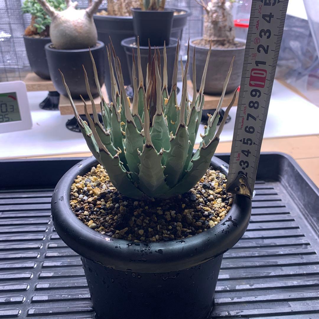 T*u様 エボリスピナ・現地株