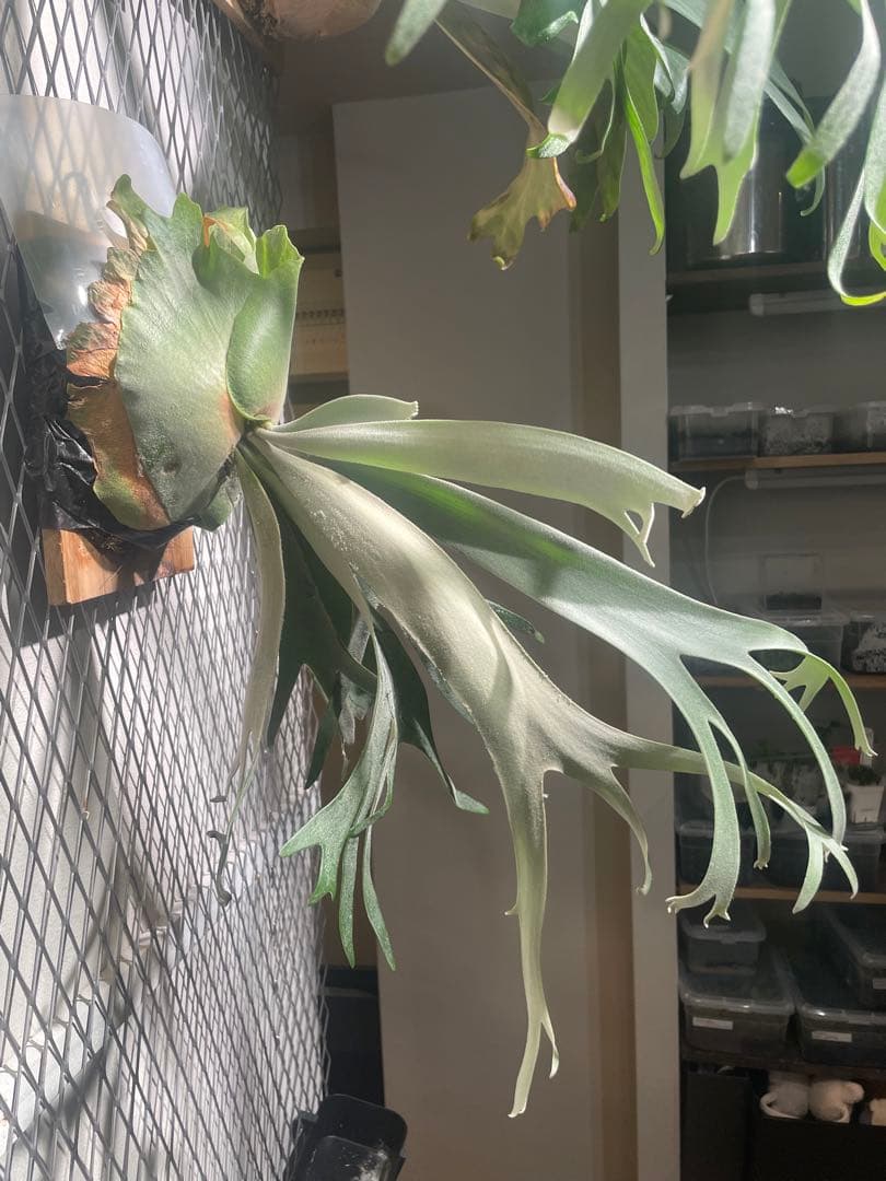 ビカクシダ　Yellow moon ×ccs MIXスポア　現物　ウィリンキー