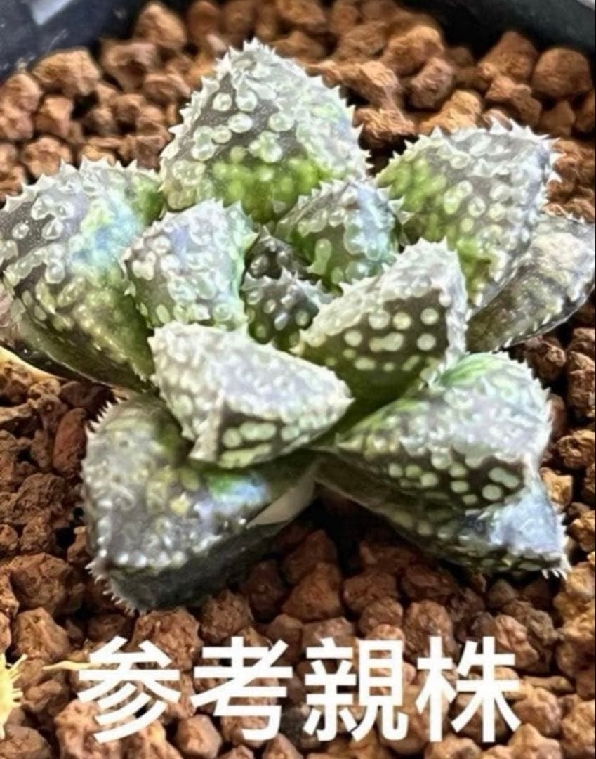 ハオルチア 王蟲　葉挿し　発根発芽済み