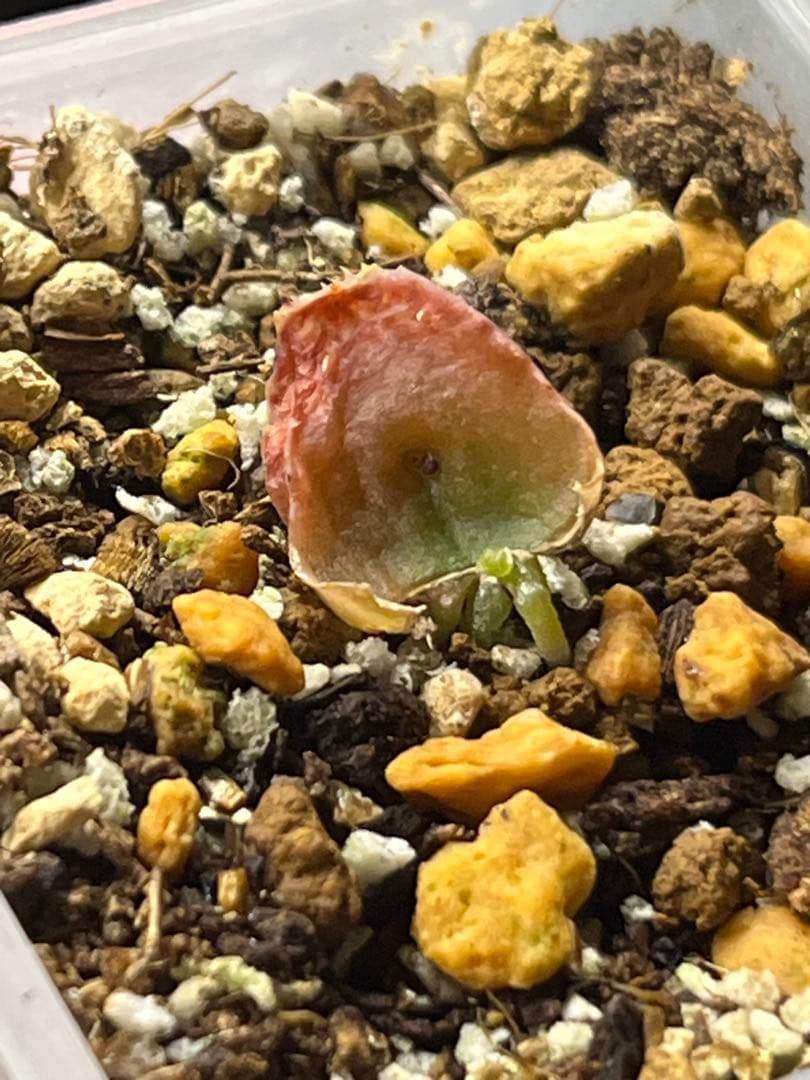 ハオルチア 王蟲　葉挿し　発根発芽済み